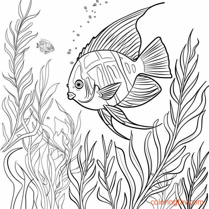 Angel Fish Exploring a Dense Kelp Forest 2